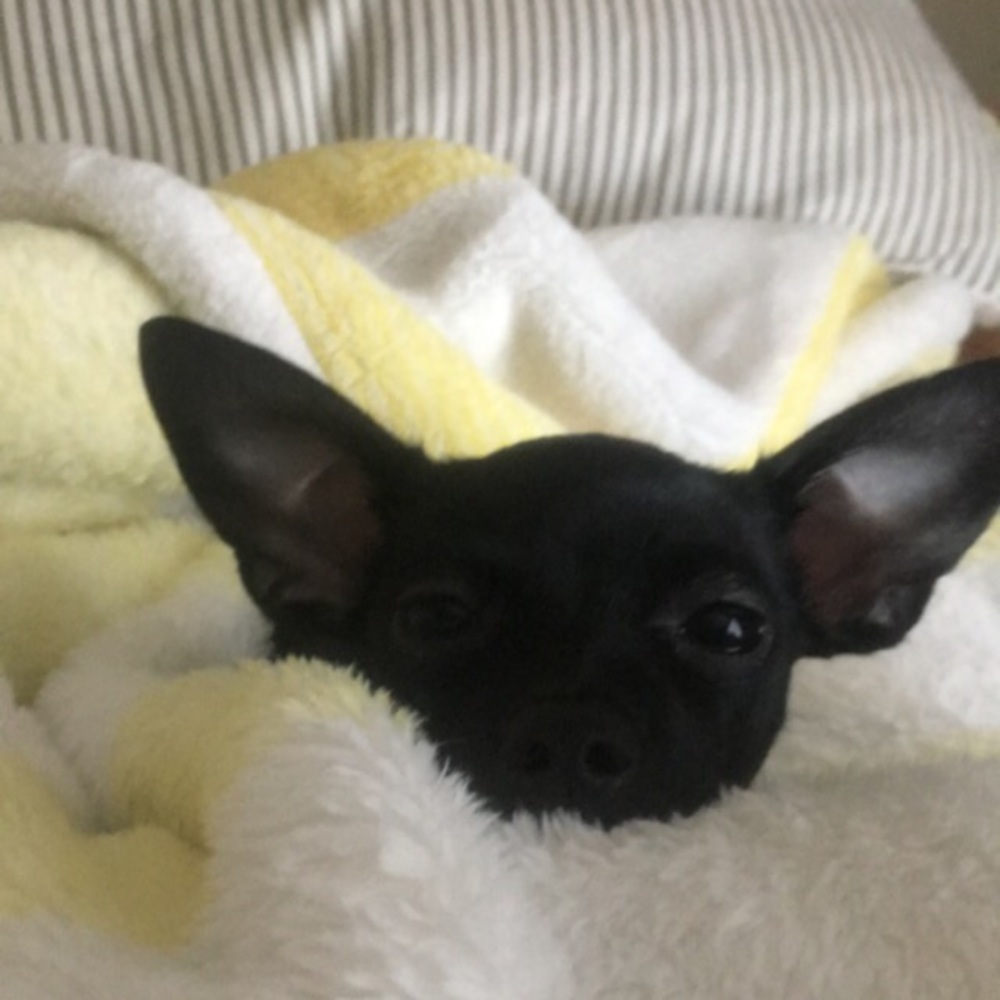 Meet your Posher, Emma